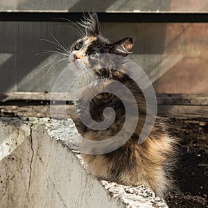 A young tricolor fluffy kitten sits in a garden bed in a greenhouse. Adorable white-red, black cat