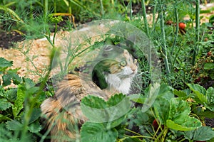 A young tricolor fluffy kitten sits in the garden among vegetables and flowers. Adorable white-red, black cat