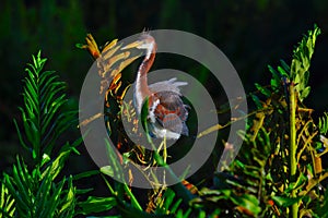 Young Tricolored Heron (Egretta tricolor) perched on branch.