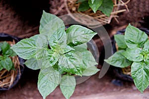 A young tropical chili peppers plant growing in a black pot in outdoor