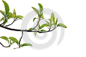 Young tropical elephant apple tree leaves with branches on white isolated background for green foliage backdrop