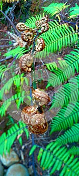 Young tropical fern leaves ready to stretch out