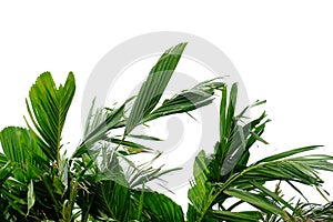 Young tropical palm leaves with branches on white isolated background