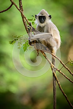 Young tufted gray langur monkey sitting on a tree branch and looking at the camera