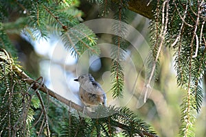 Young tufted titmo