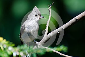 Young Tufted Titmouse