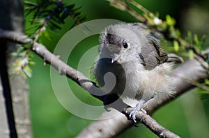 Young Tufted Titmouse All Fluffed Up