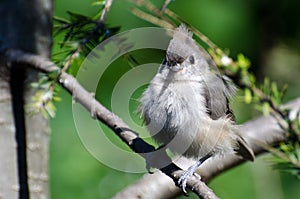 Young Tufted Titmouse All Fluffed Up