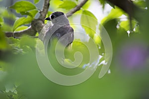 Young tufted titmouse deep in a tree.