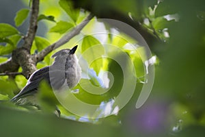 Young tufted titmouse deep in a tree.