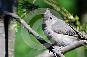 Young Tufted Titmouse Perched on a Branch