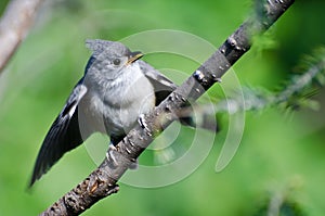 Young Tufted Titmouse Perched in a Tree