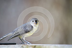 Young tufted titmouse on railing