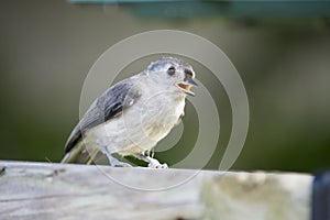 Young tufted titmouse on railing