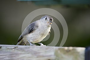 Young tufted titmouse on railing