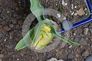 Young Pointed Tulip Bud Green Bracts in Planter01