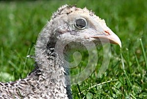 Young Turkey