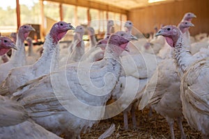 Young turkey bird in pen