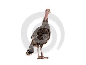Young turkey cock isolated on white