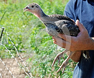 Young Turkey Held by Farmer photo