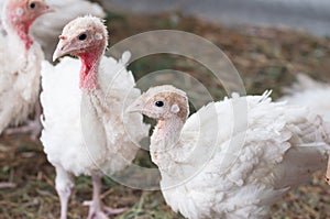 Young turkeys on the farm, turkey breeding