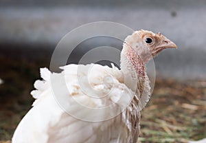 Young turkeys on the farm, turkey breeding