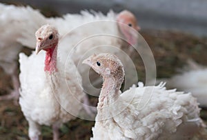 Young turkeys on the farm, turkey breeding