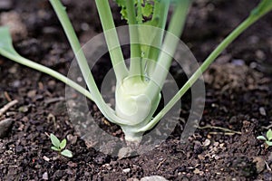 Young turnip cabbage plant in a garden bed