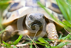 Young turtle