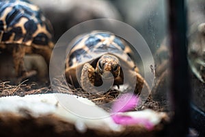 Young turtle eating fresh vegetable dof sharp focus space for text macro reptile jungle aquarium home pet cute