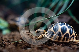 Young turtle eating fresh vegetable dof sharp focus space for text macro reptile jungle aquarium home pet cute