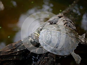 The young turtle on the old wood in the pond