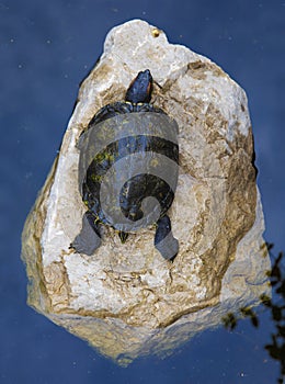 Young turtle rest on rock in pond