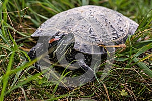 Young turtle on the beach