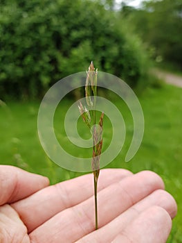 Young twig of plant held in hand