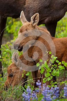 Young Twin Moose