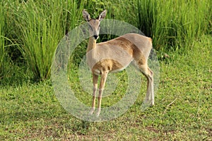 A young Ugandan kob in Murchison Falls National Park in Uganda