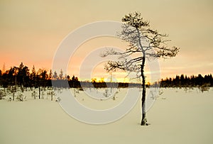 Young ugly pine in winter