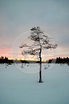 Young ugly pine in winter