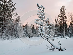 Young ugly pine in winter