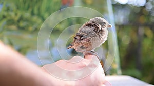 Young unfledged bird sits on human hand outdoors.