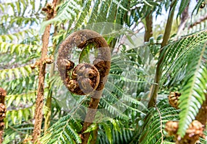 Young unfolding fern leaf