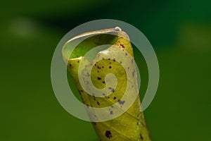 A young, unopened lotus leaf still forming a bud, with a vibrant green hue and black spots on its underside.