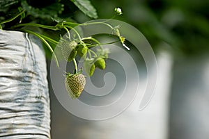 Young unripe strawberry on it`s branch with leaf