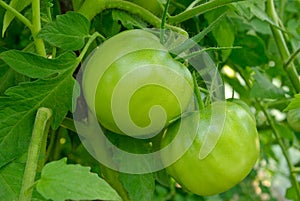 Young, unripe tomatoes grow among green leaves