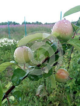 Young unripe wild apples with water drops after rain