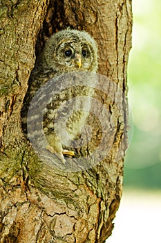 An young Ural Owl