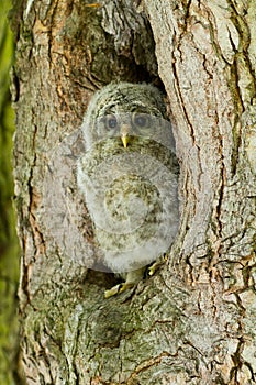 An young Ural Owl