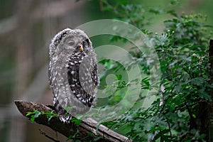 Young ural owl in the forest