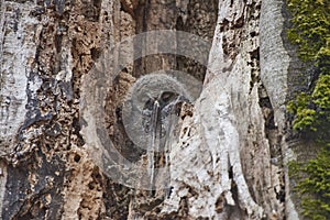 Young Ural Owls Strix uralensis sitting on nest